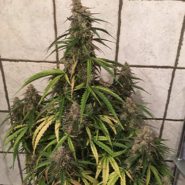 Семена конопли Auto Fruit Feminised Silver - 500 шт